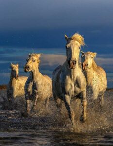 Camargue Horses Running