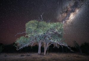 African Wild Dogs under the Milky Way