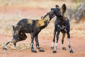 African Wild Dogs