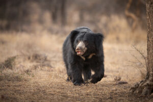 Sloth Bear By Vladimir Cech Jr Remembering Bears