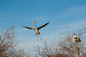Grey Heron