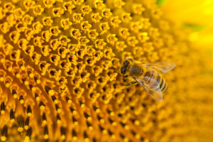 Macro photo of a bee and sunflower