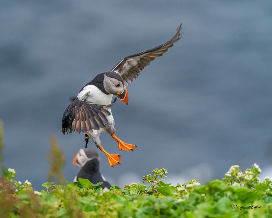 Puffin coming into land