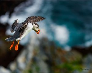 Puffin Looking to land