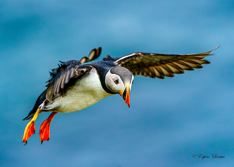 Puffin in Flight
