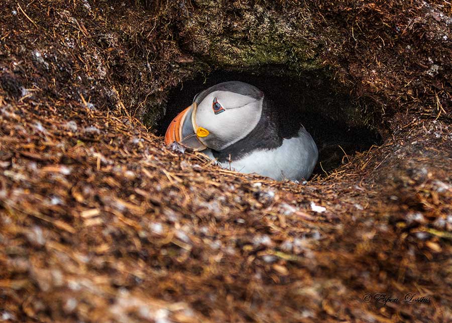 Puffin at home
