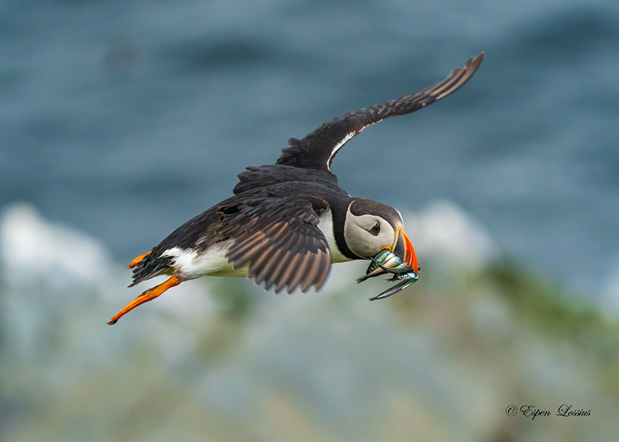 Photographing Puffins in Norway