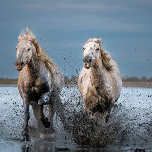 Camargue Horses running toward the camera