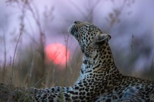 Image by Hannes Lochner