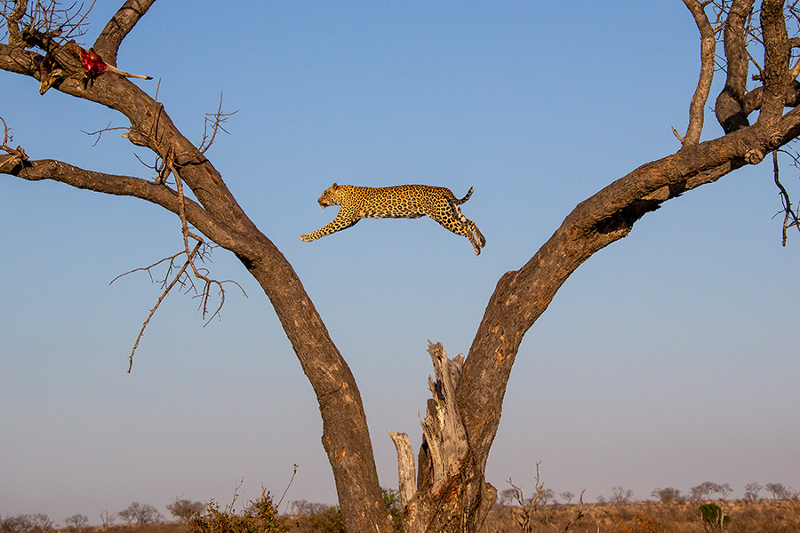 Leopard leaps. image by Jane Addey