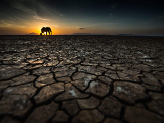 Thirst&rsquo; by Tom Way Location: Kenya Species: Elephant
