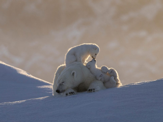 Age of Innocence&rsquo; by Julie Oldroyd Location: Baffin Island, Canada Species: Polar bears