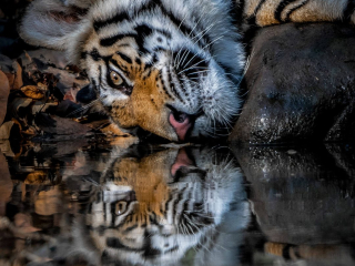 &lsquo;Tiger reflection&rsquo; by Bircan Harper Location: Bandhavgarh National Park, India Species: Tiger