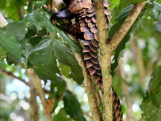 &lsquo;African Black Bellied Pangolin&rsquo; by Alessandra Sikand. Location: Sangha Lodge, Dzanga-Sangha, National Park Central African Republic Species: Black bellied pangolin