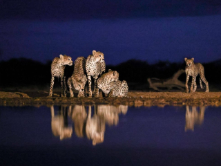 &lsquo;5 at Blue Hour&rsquo; by Johann du Toit Location: Shompole Hide, Kenya Species: Cheetahs