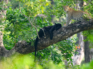 A Majestic Union!&rsquo; by Kaustubh Mulay Location: Nagarhole Tiger Reserve, Karnataka, India Species: Leopards