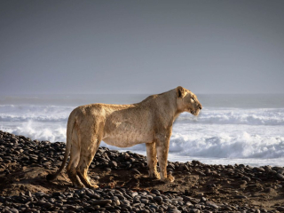 Gama, the beach huntress&rsquo; by Griet Van Malderen Location: Namibia Species: Lioness
