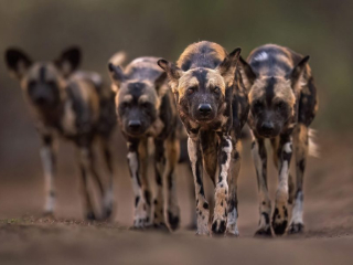 'Entourage&rsquo; by Torie Hilley Location: Mana Pools National Park, Zimbabwe Species: Wild dogs