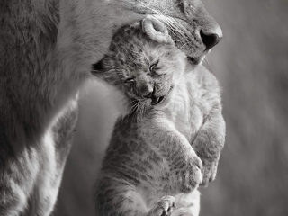 'Carried Away&rsquo; by Vicki Jauron Location: Maasai Mara Species: Lioness and her cub