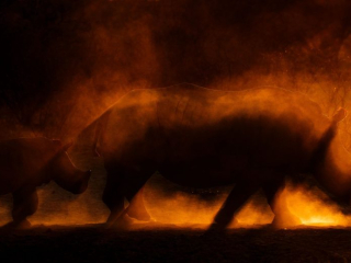 &lsquo;Fire of Creation&rsquo; by James Gifford Location: Kalahari, Botswana Species: Rhinos