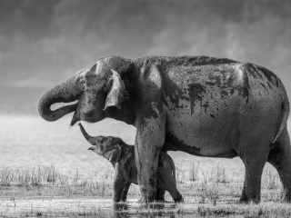 A Touching Moment&rsquo; by Jagdeep Rajput Location: Corbett National Park, India Species: Elephants
