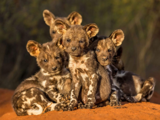 'Puppy love&rsquo; by Marcus Westberg Location: Tswalu Kalahari Nature Reserve, South Africa Species: African Wild Dog puppies