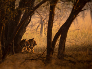 &lsquo;Enjoying the sunrise&rsquo; by Mark Meth-Cohn Location: Ranthambore Tiger Reserve, India Species: Tigers