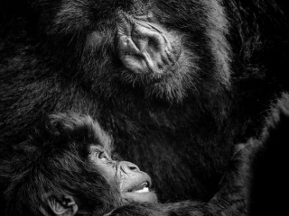 &lsquo;In the Arms of Eternity: A Mother&rsquo;s Timeless Promise&rsquo; by Kim Paffen Location: Volcanoes National Park, Rwanda Species: Mountain Gorilla and her baby