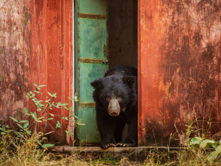 &lsquo;Cold Callers Welcome&rsquo; by Mark Meth-Cohn Location: Ranthambore Tiger Reserve, India Species: Sloth bear