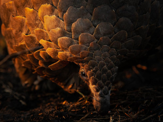 &lsquo;Sunset Scales&rsquo; by Armand Grobler Location: Manyeleti Game Reserve, Greater Kruger, South Africa Species: Pangolin