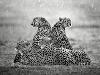 'Mbili bora in the rain&rsquo; by Xavier Ortega Location: Masai Mara, Kenya Species: Cheetahs