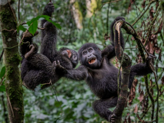 &lsquo;Monkey Business&rsquo; by Pedro Amaral Location: Bwindi Impenetrable Forest, Uganda Species: Gorillas