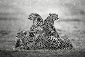 Cheetah's in the Rain