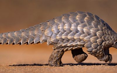 10 Years of Remembering Wildlife