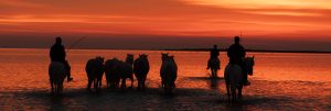Camargue Sunset