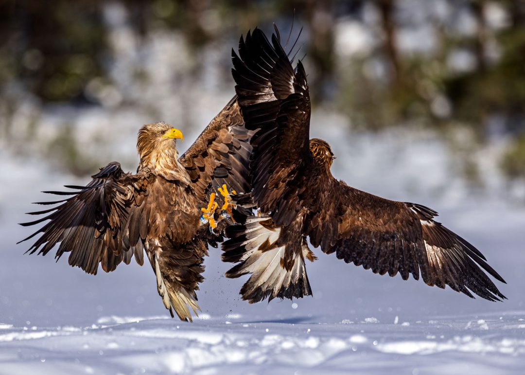 A full winter day in a remote hide, surrounded by snow, silence, and the raw power of golden and white-tailed sea eagles. Moments of stillness broken by sudden, unforgettable encounters.