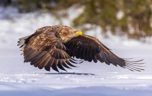Low Flight Sea Eagle