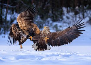 Sea Eagle Attacks Young vs Old
