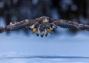 Under The Radar Eagle