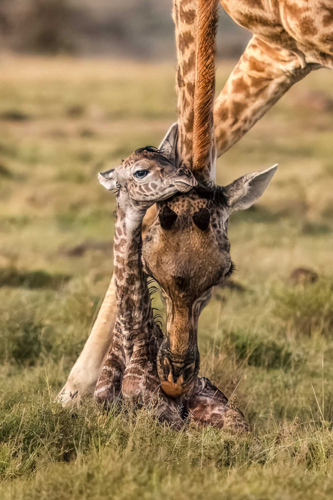 Eric Albright, USA: Masai giraffe, Olare Motorogi Conservancy, Masai Mara, Kenya