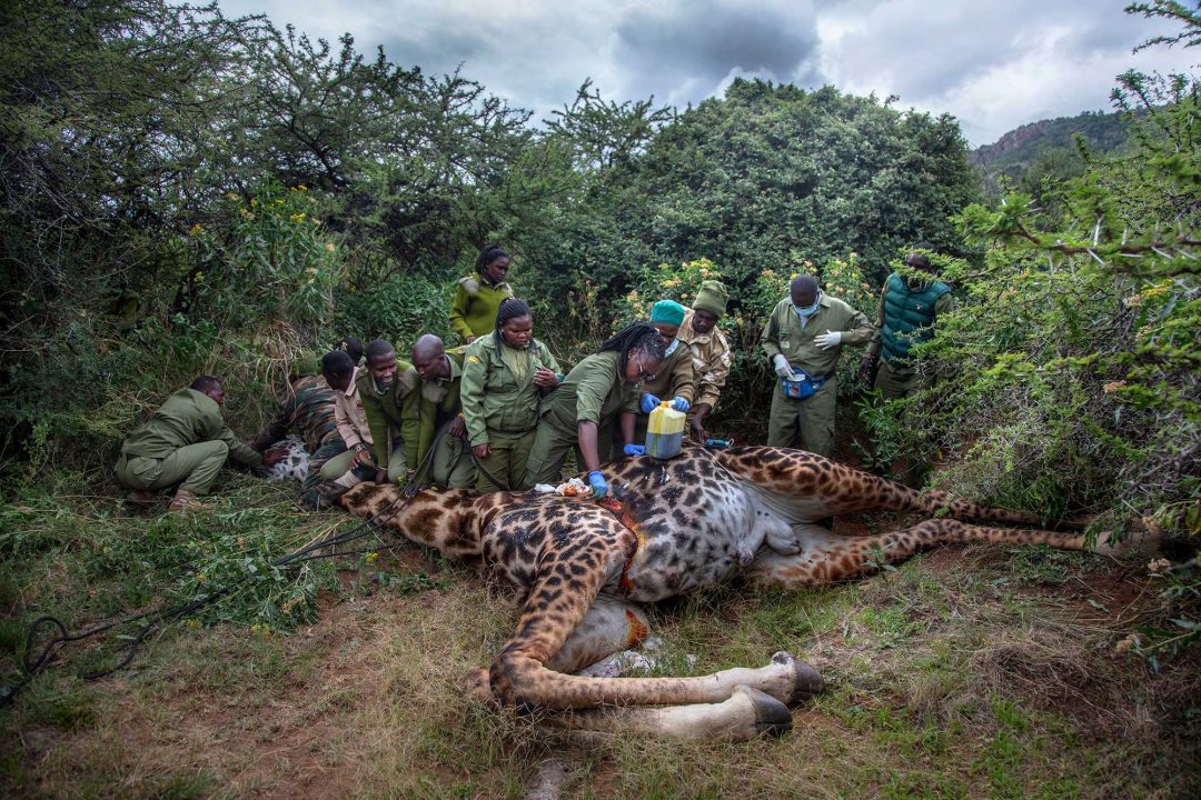 Georgina Goodwin, Kenya: Masai giraffe, Olderkesi Conservancy, southern Masai Mara, Kenya