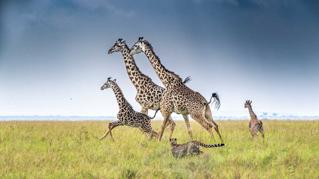 Ivan Glaser, Australia: Masai giraffe, Masai Mara National Reserve, Kenya