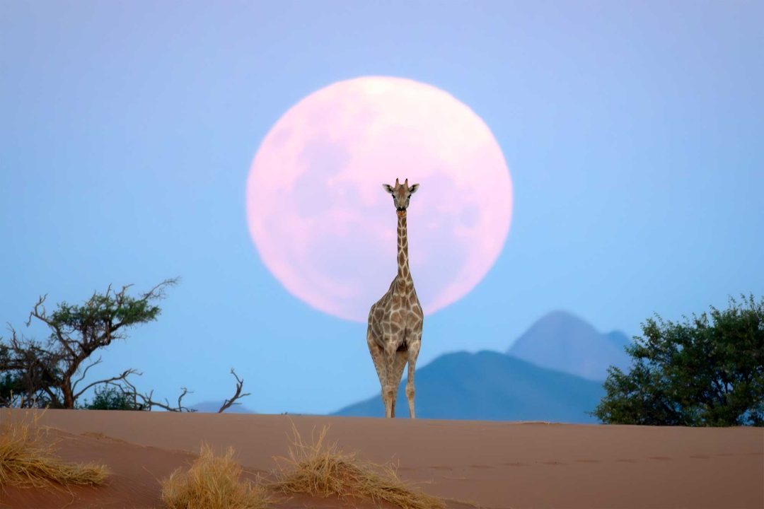 Kyle Goetsch, South Africa: South African giraffe, NamibRand, Namibia