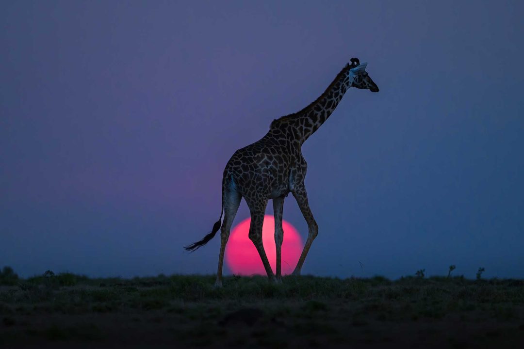 Laura Romin, USA: Masai giraffe, Masai Mara National Reserve, Kenya