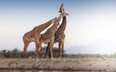 Remembering Giraffes Competition Winners