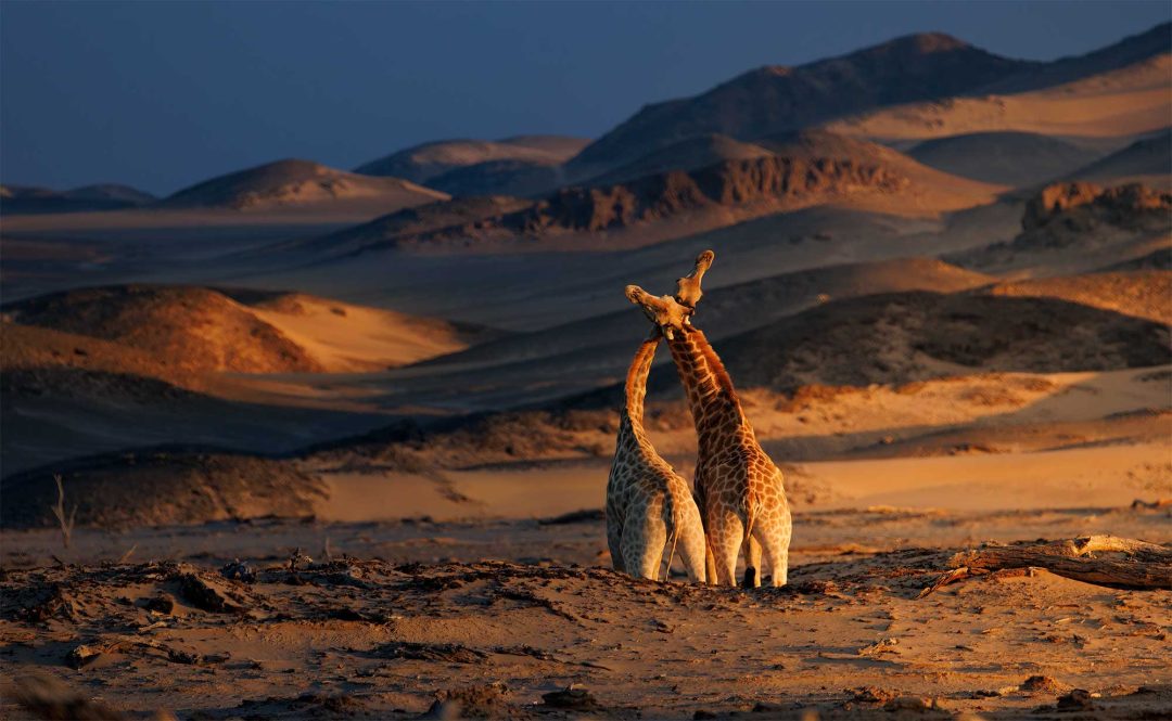Mark Nissenbaum, USA: South African giraffe, Hoanib, Namibia