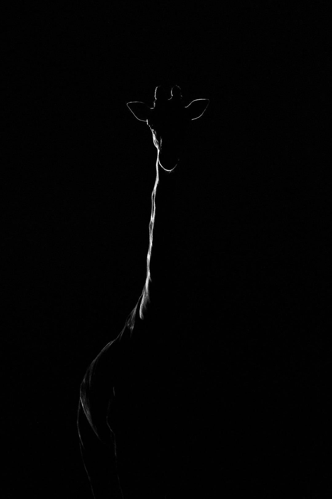 Nadine Villabruna, Switzerland: Reticulated giraffe, Solio Game Reserve, Kenya