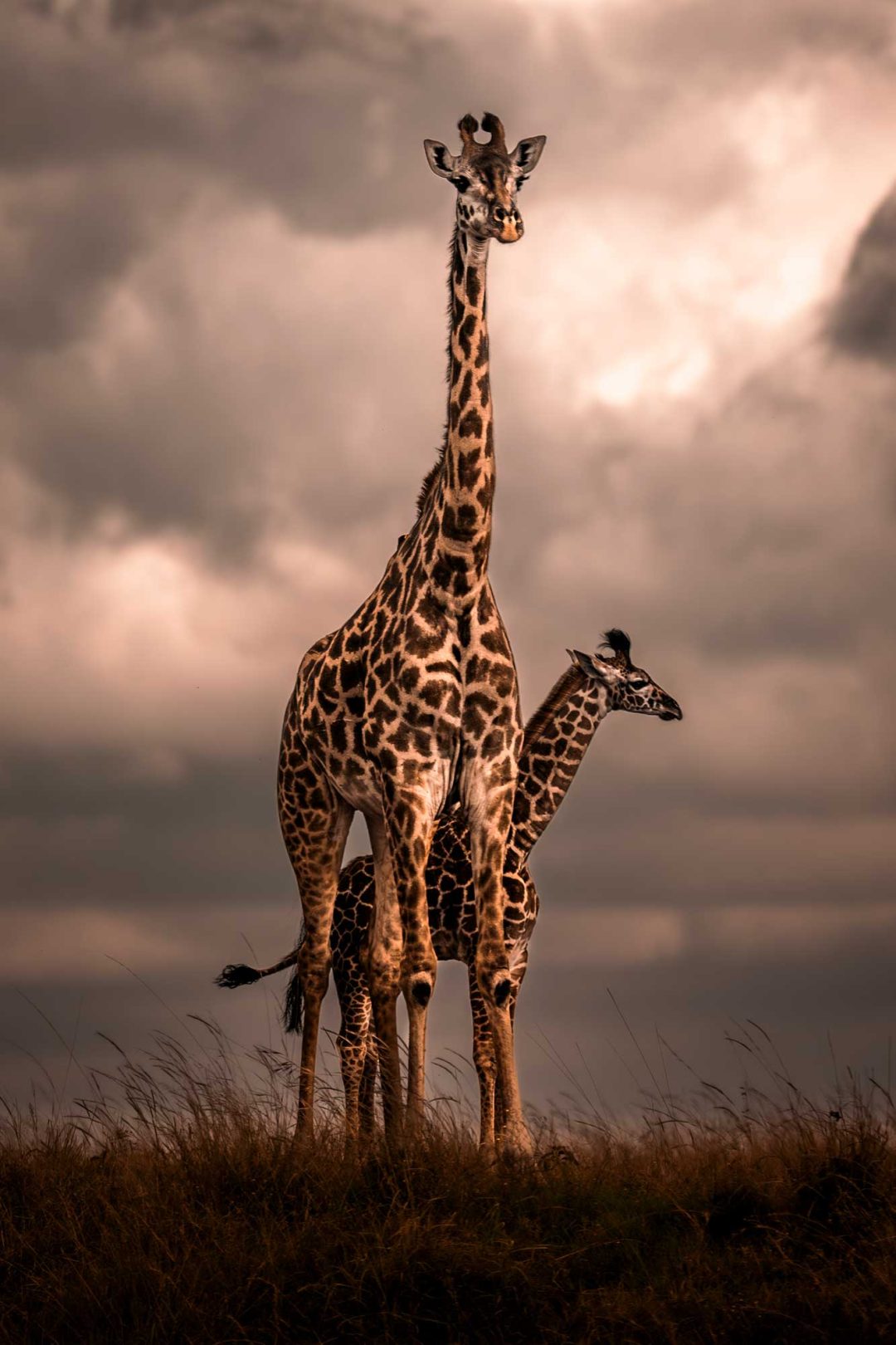 Nili Gudhka, Kenya: Masai giraffe, Mara Triangle, Kenya