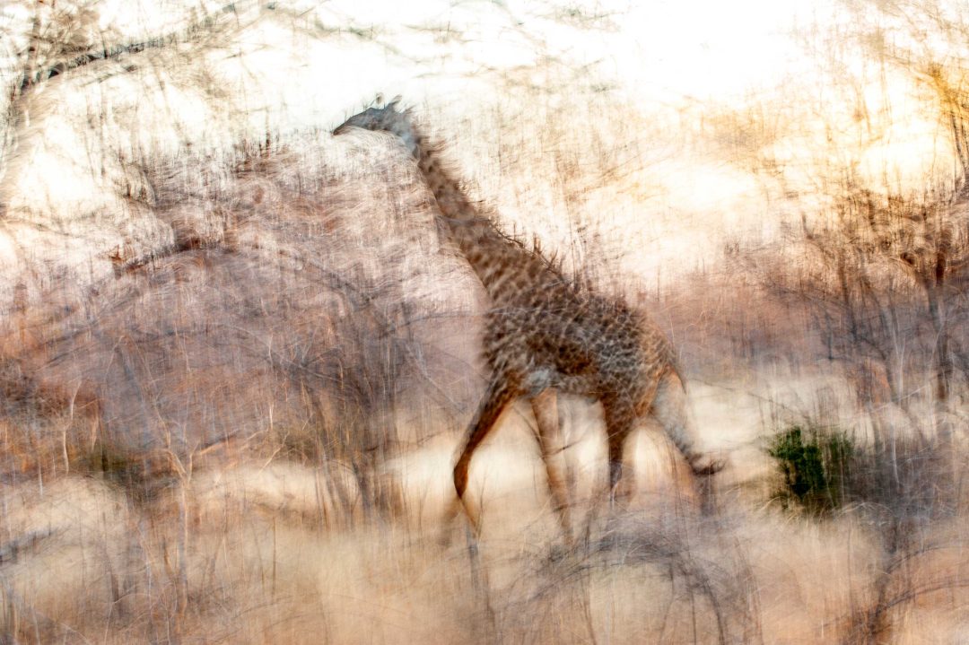 Paul Joynson-Hicks, UK: Masai giraffe, Ruaha National Park, Tanzania