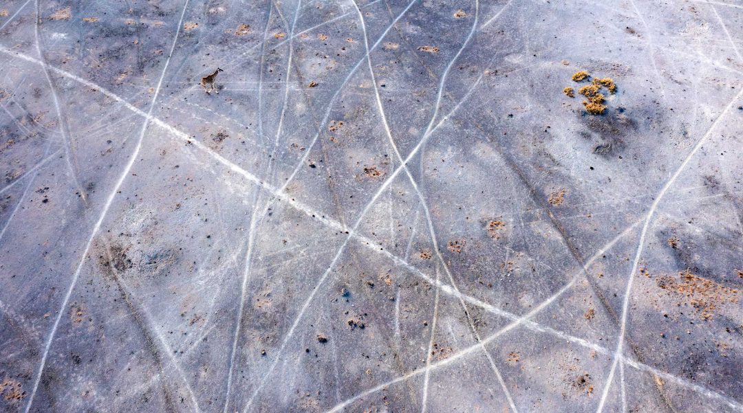 Philip J. Briggs, Kenya: Masai giraffe, Amboseli National Park, Kenya